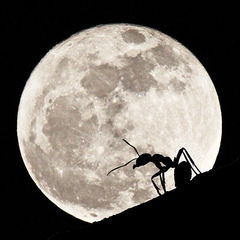 Cover - Komödie Die Ameisenapokalypse